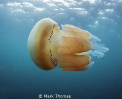 Barrel jellyfish.
Cornwall by Mark Thomas 